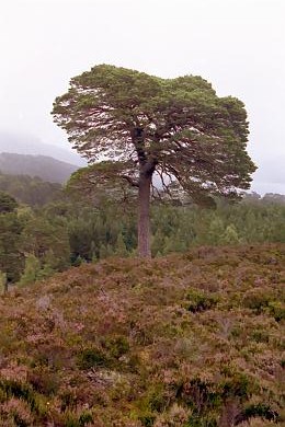 Glen Landscape Tree
